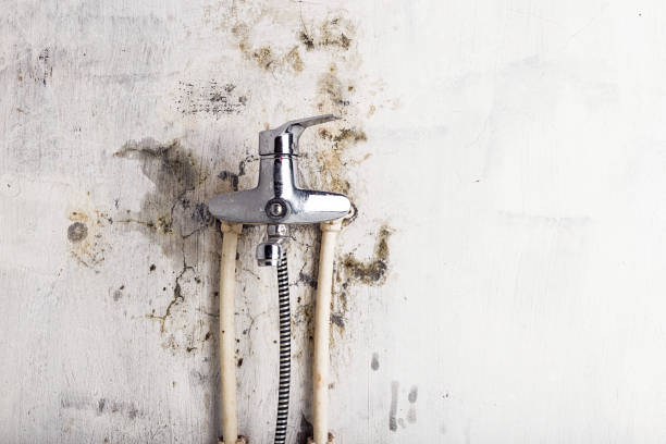 Best Kitchen Mold Remediation in Dawsonville, GA