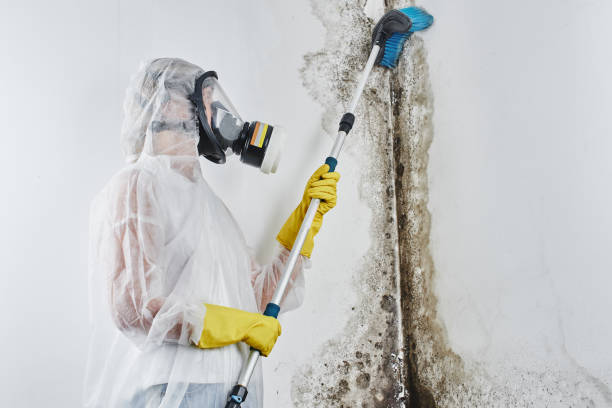 Professional Mold Remediation in Dawsonville, GA