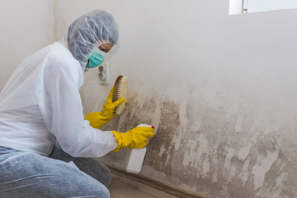 Best Bathroom Mold Remediation in Dawsonville, GA