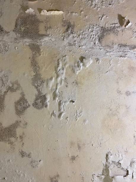Best Basement Mold Remediation in Dawsonville, GA