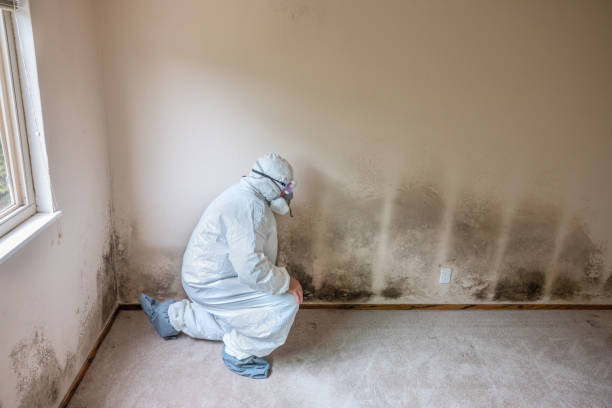 Best Emergency Mold Remediation in Dawsonville, GA