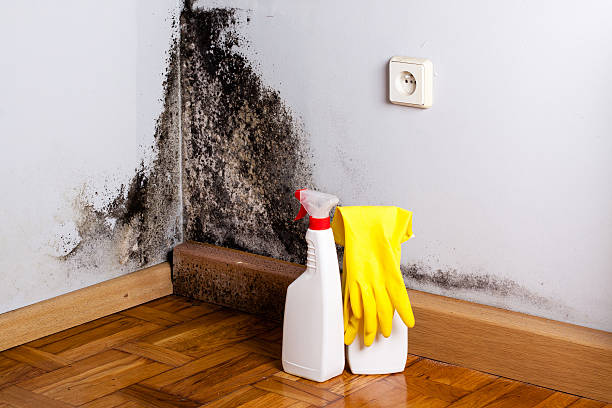 Trusted Dawsonville, GA Mold Remediation Experts