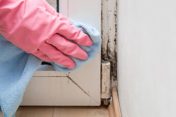 Best Mold Remediation for Schools in Dawsonville, GA