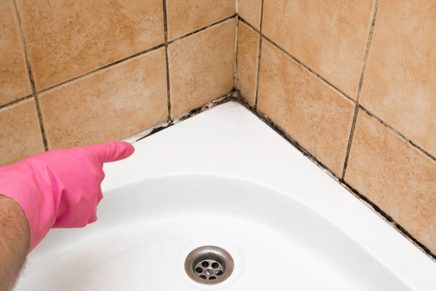 Best Mold Remediation for Specific Building Types in Dawsonville, GA